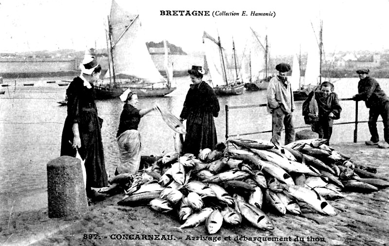 Ville de Concarneau (Bretagne) : dbarquement du thon.